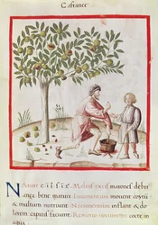 Ms 3054 fol. 31 Sklizeň a vaření kaštanů z „Tacuinum Sanitatis“ (vellum)