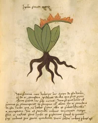 Ms 320 M Fol.28r Herb Santa Maria, z The Book of Herbarius spolu s metodami přípravy léků od Orgione Rizzarda