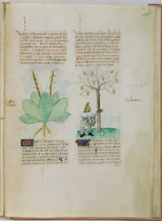 Paní Lat 993 L.9.28 fol.136r Sběr terpentýnu, z „Tractatus de Herbis“ od Pedanius Dioscorides (asi 40-90 nl) (vellum)