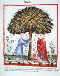 Nova 2644 fol.15v Sbírání jujuby, z Tacuinum Sanitatis Code Vindobonensis (na pergamenu)