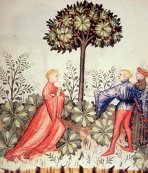 Nova 2644 fol.24r Sklizeň Hořčice, od Tacuinum Sanitatis