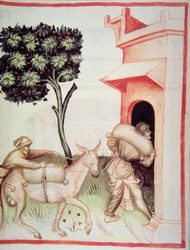 Nova 2644 fol.91v Olivový olej: přeprava oliv, z Tacuinum Sanitatis