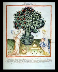 Nova 2644 fol.93r Růžová voda, z vídeňského zákoníku Tacuinum Sanitatis