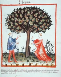 Nove 2644 fol.10v Sběr vlašských ořechů, z Tacuinum Hygiene Code Vindobonensis (na pergamenu)