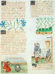Stránka z Tractatus de Herbis od Dioscorides Pedanius