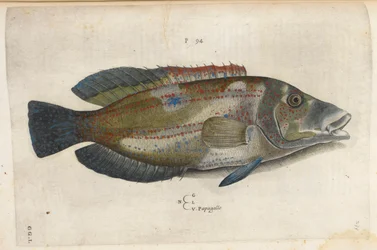 Papoušek (Nematistius pectoralis), ilustrace z „Aquatilium Animalium Historiæ liber primus“, od Ippolita Salvianiho