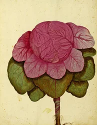 Savoy di Verona zelí od Ulisse Aldrovandi
