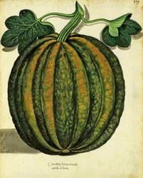 Squash od Ulisse Aldrovandi (1522 – 1605) deska vydaná v Piante Fiori Frutti (ručně kolorovaná rytina).