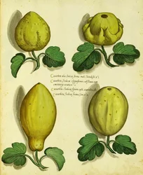 Odrůdy Heirloom Squash od Ulisse Aldrovandi