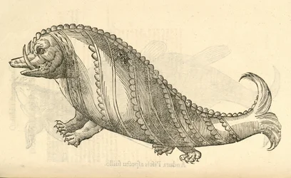 ilustrace Aper Marinus Cetaceus z Aldrovandis History of Monsters, 1642