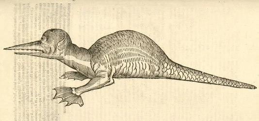 ilustrace bipes Draco marinus monophthalmos z Aldrovandis History of Monsters , 1642