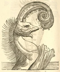 ilustrace Pseudo Physeter z Aldrovandus History of Monsters, 1642