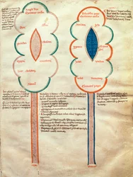 slečna. ASPi, C.M. 15, c.4r Dvě symbolické květiny, stránka z Liber figuratum e le proemissiones gioachimitiche, od Joachima z Fiore (c.1135-1202)