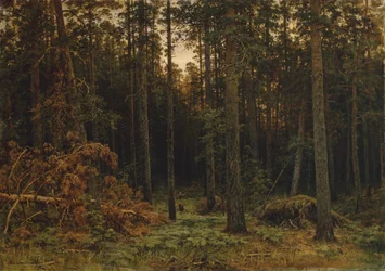 Borové dřevo, 1885