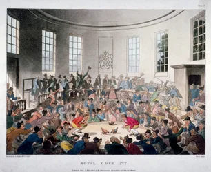„Královská aréna pro kohoutí zápasy“, 1808