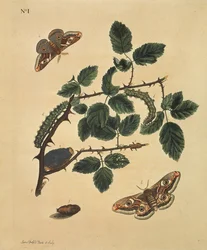 Motýli, housenky a rostliny: Dutfield, J.Dutfield, tabulka 1