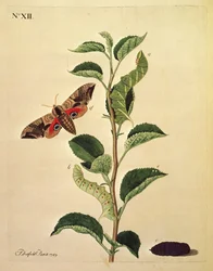 Motýli, housenky a rostliny: Dutfield