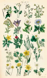 Stránka barevných ilustrací z British Wild Flowers podle díla J. E. Sowerbyho a C. P. Johnsona