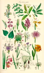Stránka barevných ilustrací z British Wild Flowers podle díla J. E. Sowerbyho a C. P. Johnsona