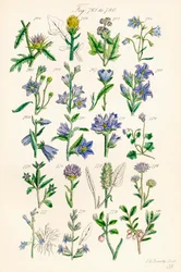 Stránka barevných ilustrací z British Wild Flowers podle díla J. E. Sowerbyho a C. P. Johnsona