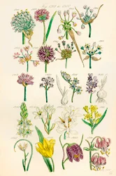 Stránka barevných ilustrací z British Wild Flowers podle díla J. E. Sowerbyho a C. P. Johnsona