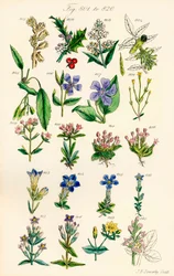 Stránka barevných ilustrací z British Wild Flowers podle díla J. E. Sowerbyho a C. P. Johnsona