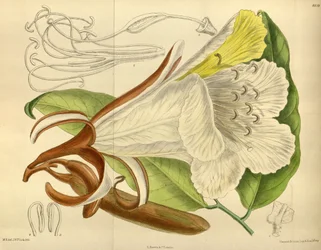 Baikiaea insignis, Fabaceae, Caesalpinioideae