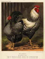 Americké slepice wyandotky, podle J. W. Ludlowa
