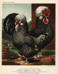 Houdanský neboli Poule de Houdan kohout a slepice