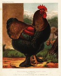 Koroptví kočinský kohout