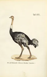 Pštros africký