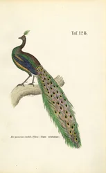 Peafowl obecný
