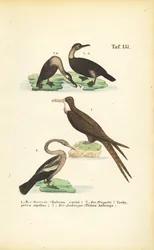 Kormorán, fregatka a anhinga