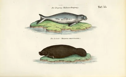 Dugong a kapustňák