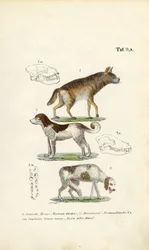 Hyena, pes domácí a starý pes s ilustracemi lebek