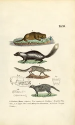 Vydra, skunk, ichneumon a civet s ilustracemi lebek