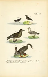 Bouřňák, buřňák velký, albatros a husa fazolová