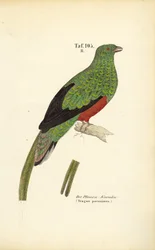 Quetzal pavonský