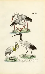 Čáp bílý, lžičák pestrý a ibis posvátný