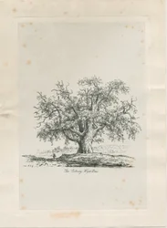 Tutbury - "Wych Elm": rytina, nd [c 1820]