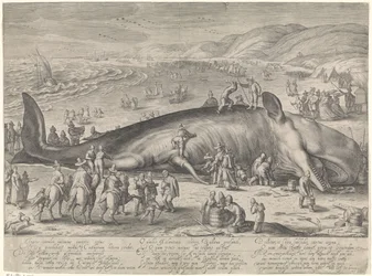 Velryba uvízla v Berckhey, 1598