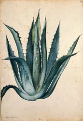 Století rostlina (Agave americana) od Jacopa Ligozziho