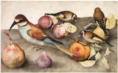 Zátiší s ptáky a ovocem, c. 1650 (akvarel s grafitem, zesílený olovnatou bělobou)