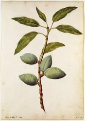 Mandle: le Moyne de Morgue (asi 1530-88): Amygdalus communis, asi 1568.