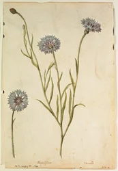 Chrpa: le Moyne de Morgues (asi 1530-88), Centaurea cyanus, asi 1568.