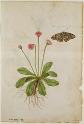 Sedmikráska a malovaný motýl, asi 1568, autor J.le Moyne de Morgues (asi 1530-88)