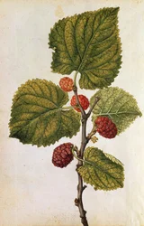 Mulberry: Morus Nigra, cca 1568 (barevná litografie)
