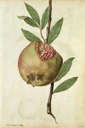 Granátové jablko: le Moyne de Morgues (cca 1530-88): Punica granatum, cca 1568