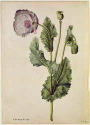 Mák: Opium (Papaver somniferum), asi 1568, autor J.le Moyne de Morgues (asi 1530-88)