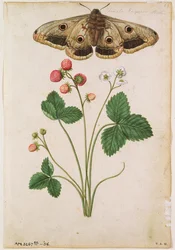 Jahody: le Moyne de Morgues (asi 1530-88), divoká jahoda (Fragaria vesca) a samice můry císařské, asi 1568.